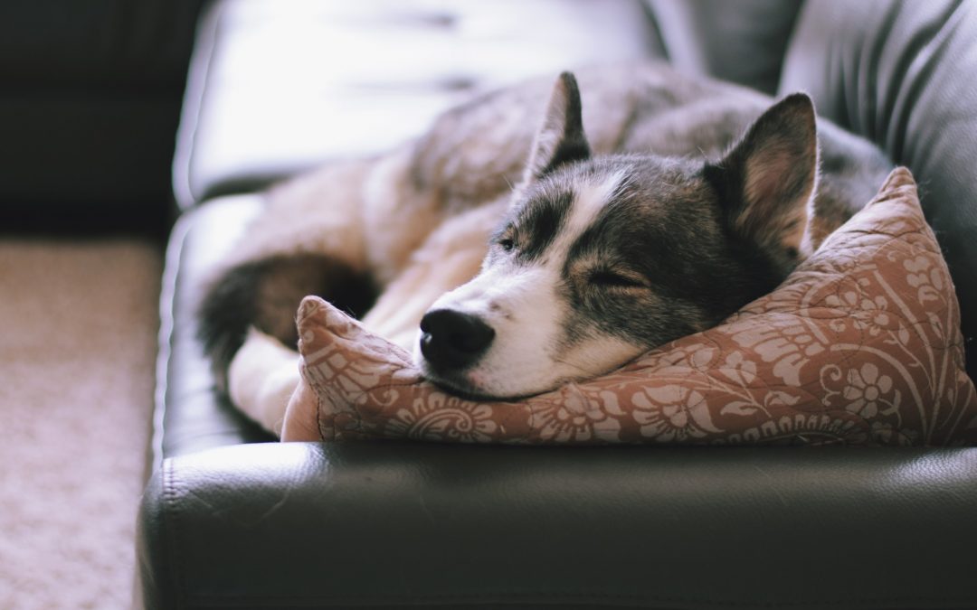 Les outils d’aujourd’hui quand on possède un animal de compagnie.